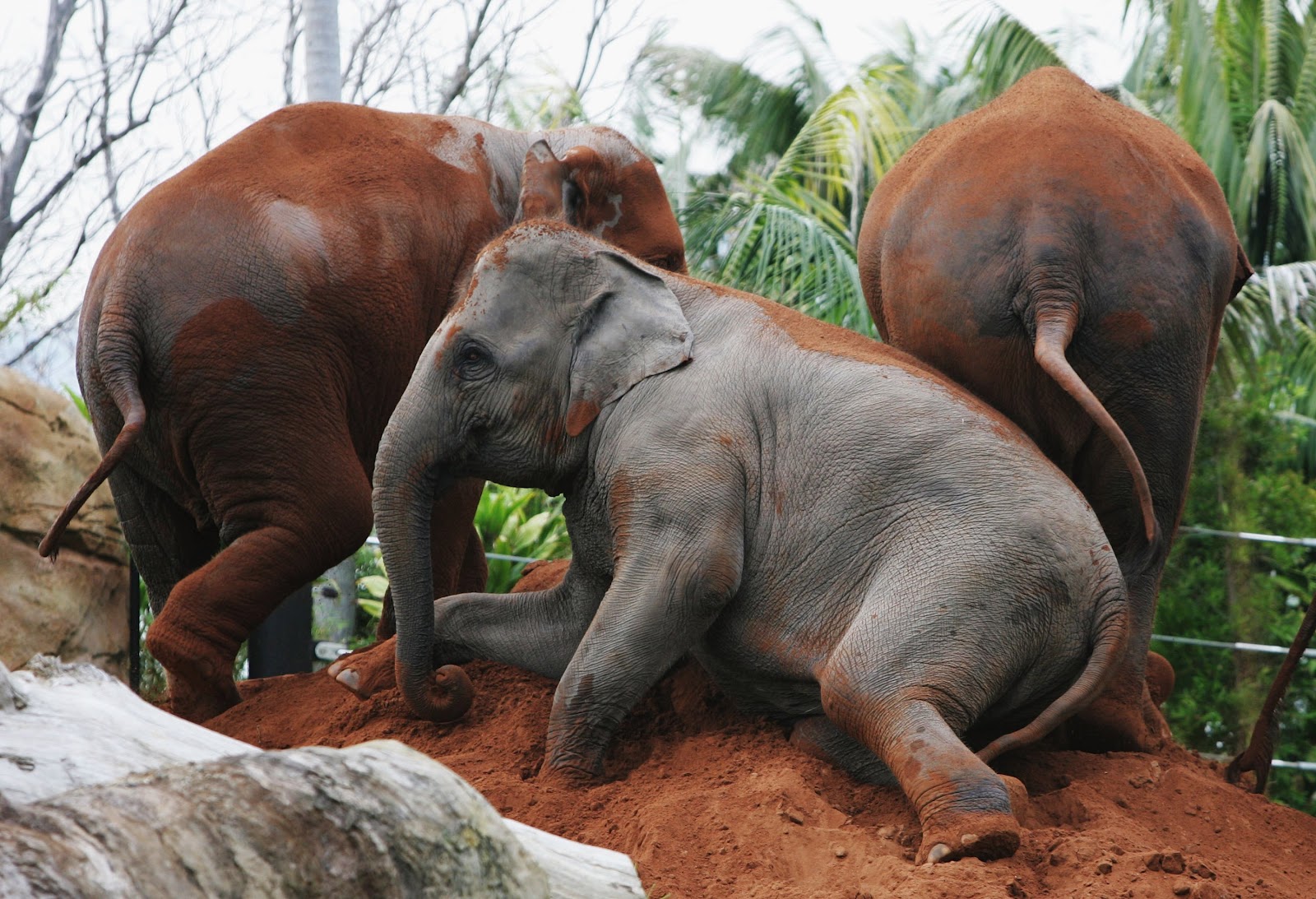 Elephant
