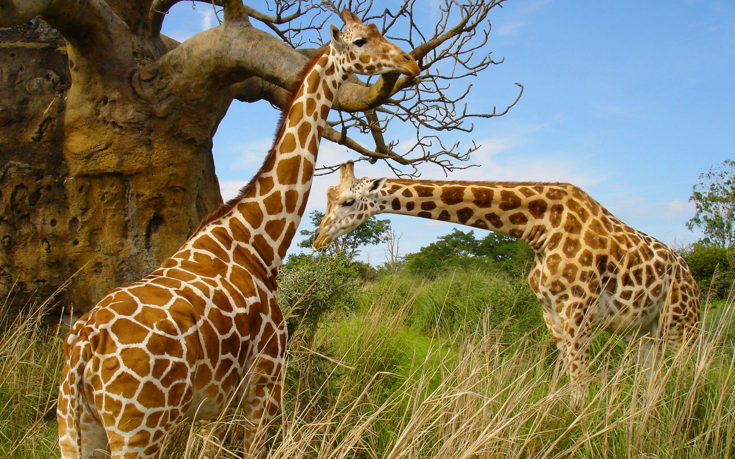 Giraffe