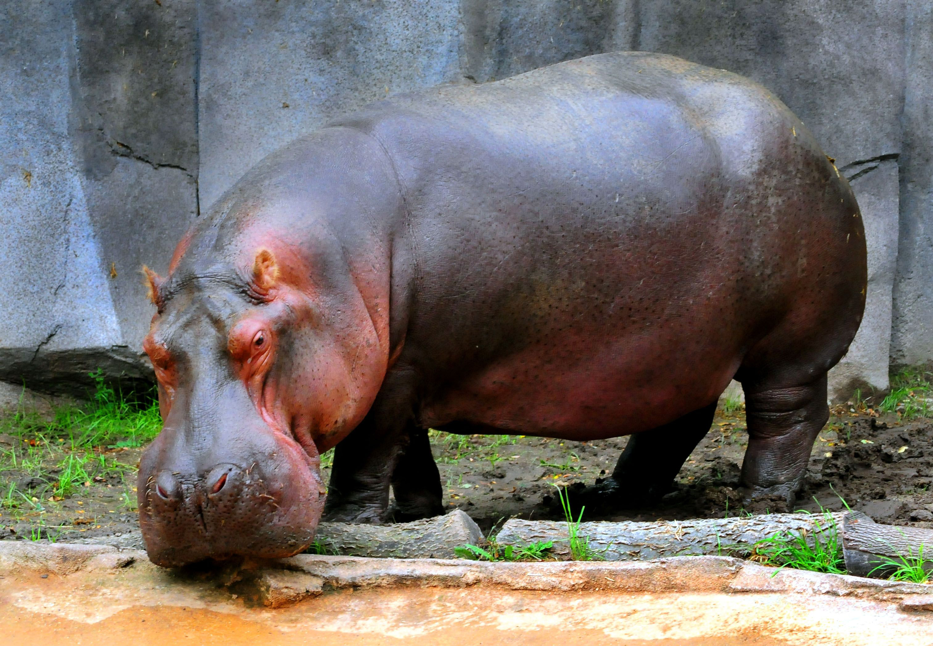 Hippo