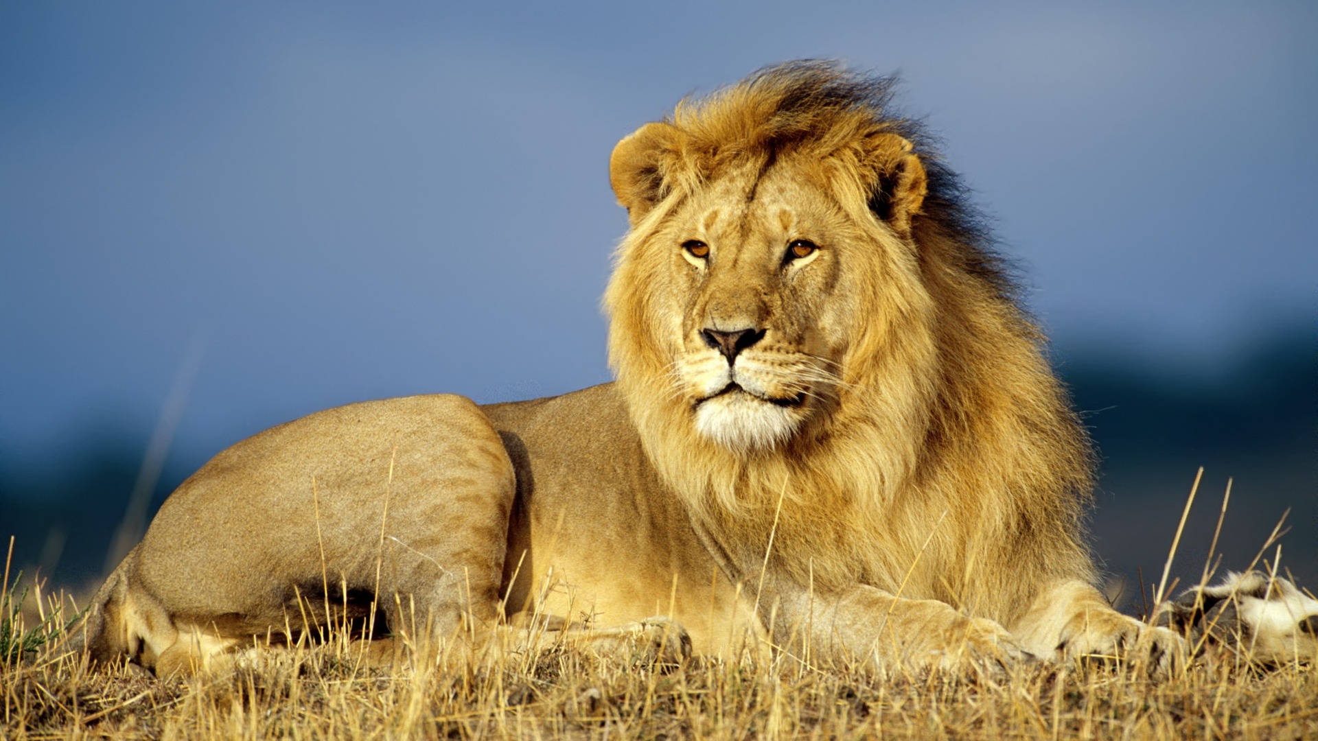 Lion
