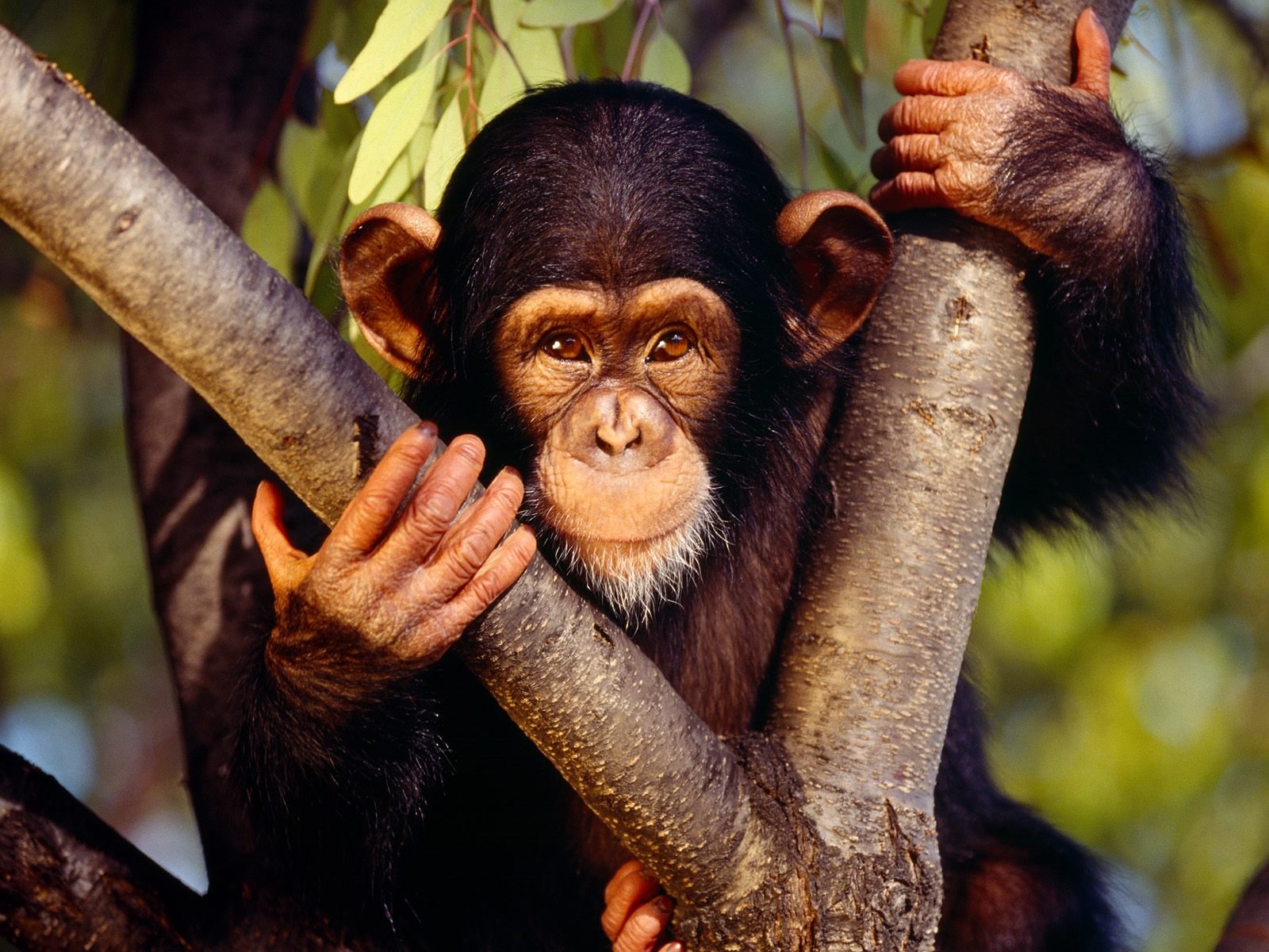 Monkey