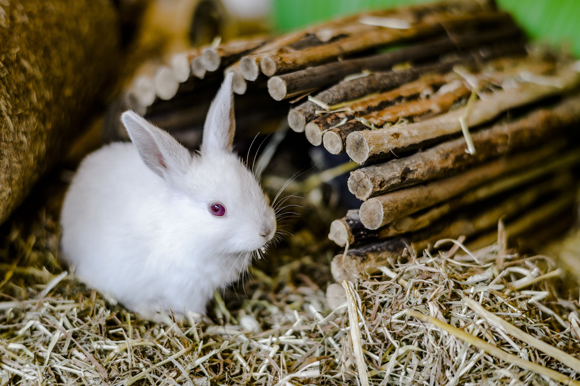 Rabbit