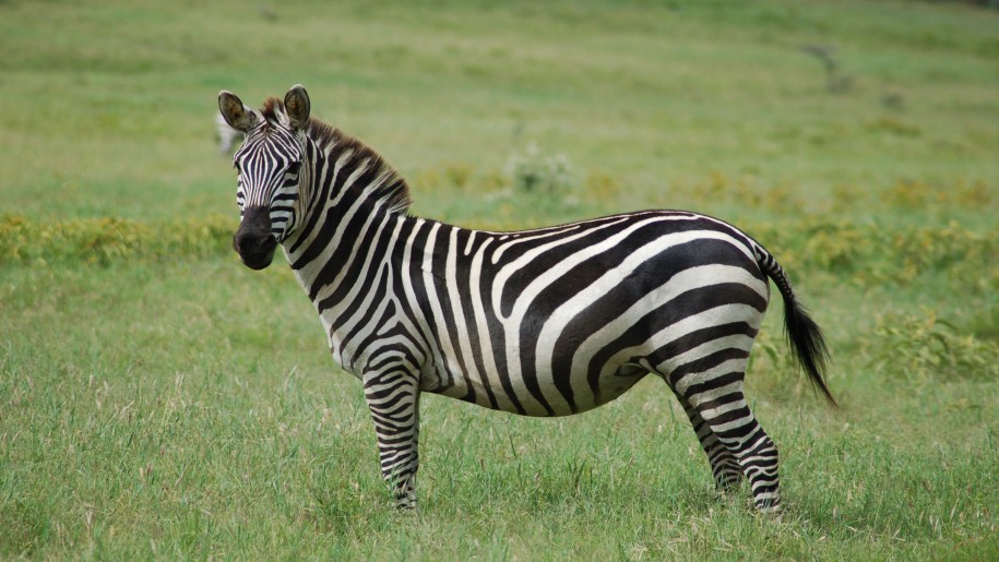 Zebra