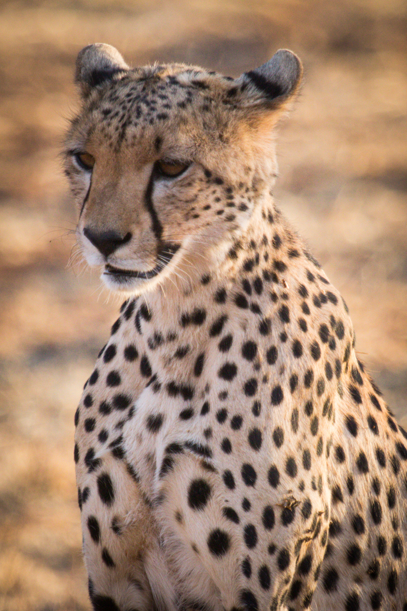 Cheetah