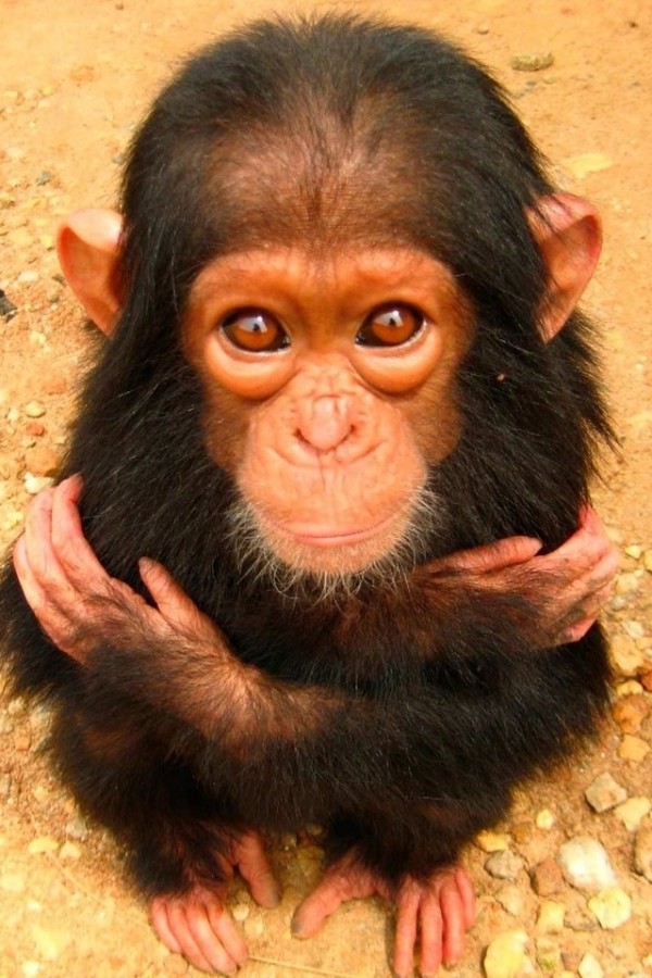 Chimpanzee