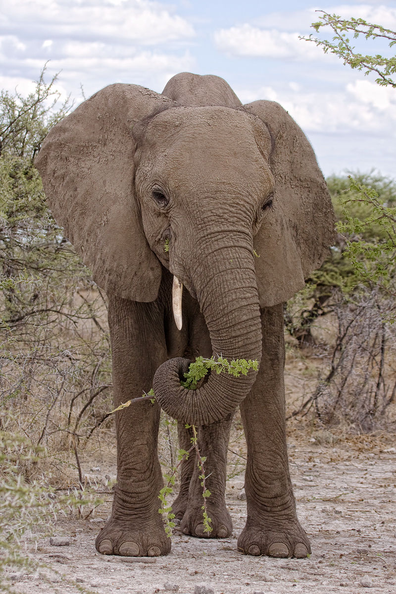 Elephant