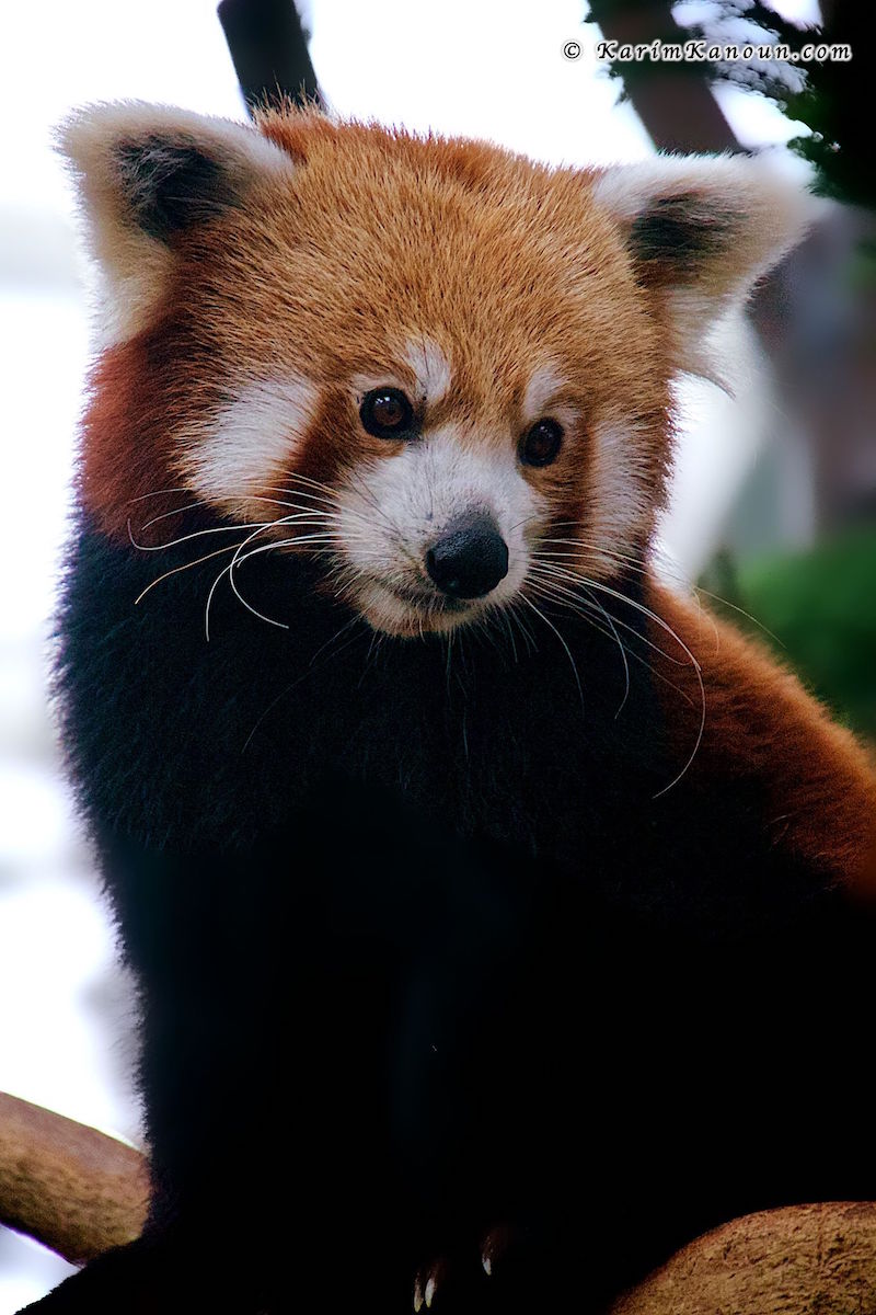 Fox