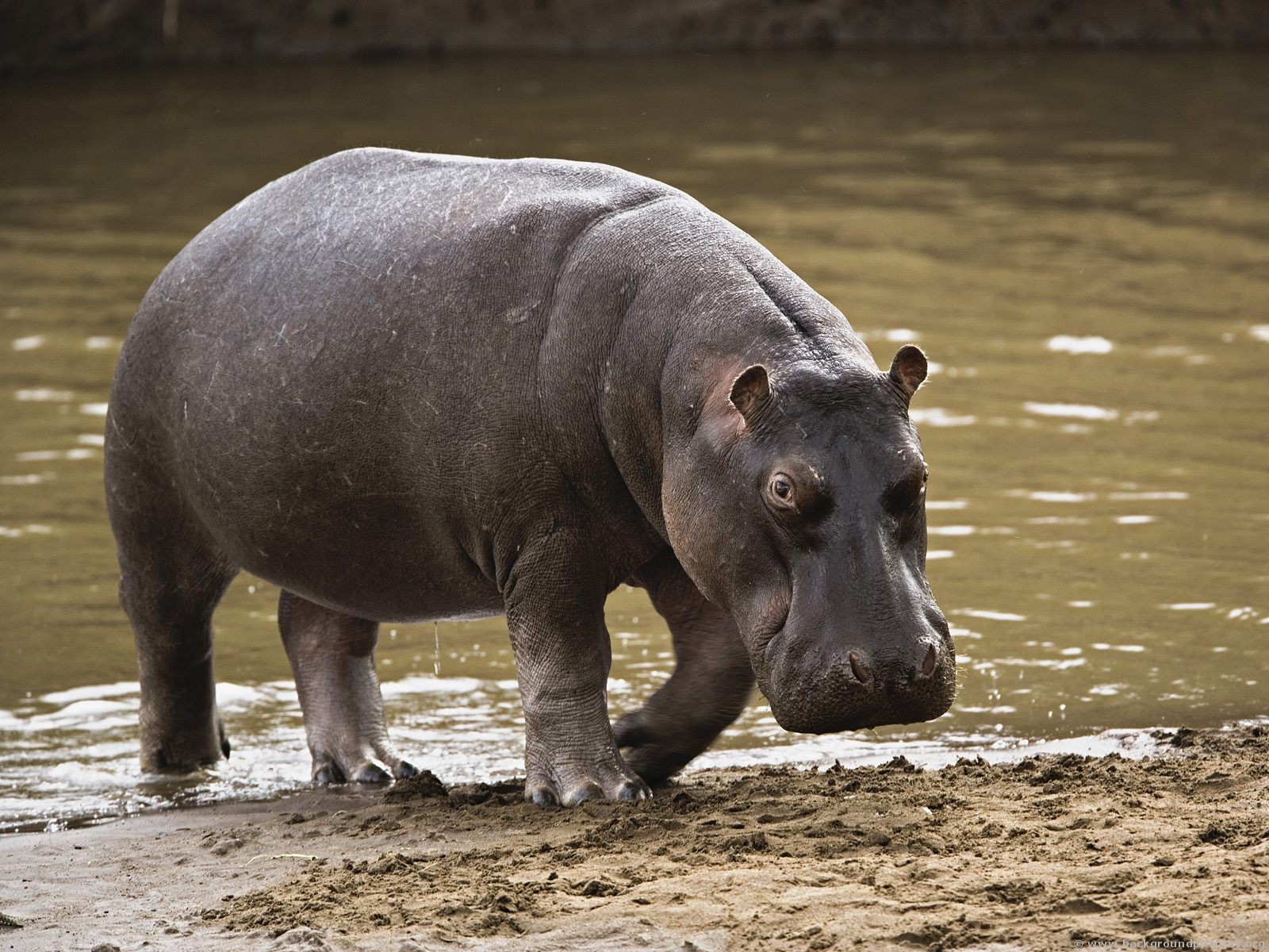 Hippo