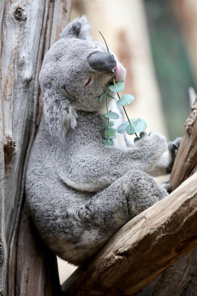 Koala
