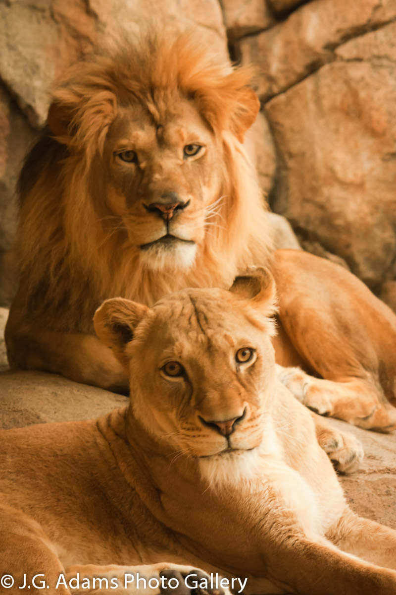 Lion