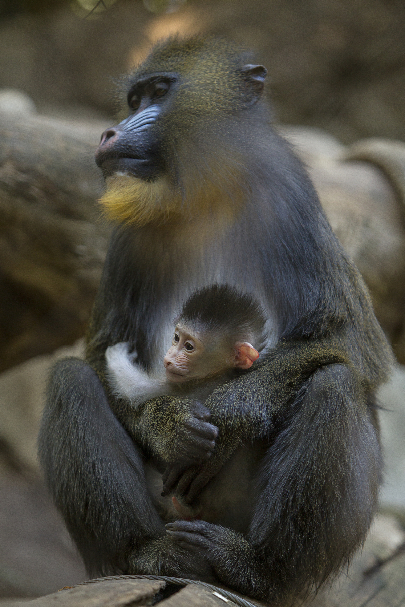 Monkey