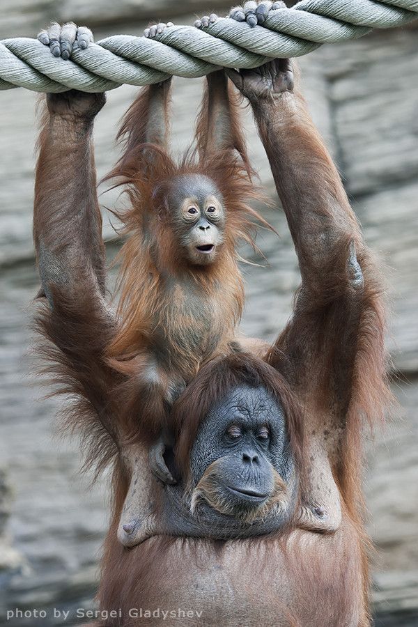 Monkey