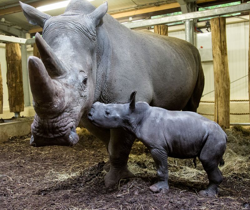 Rhino