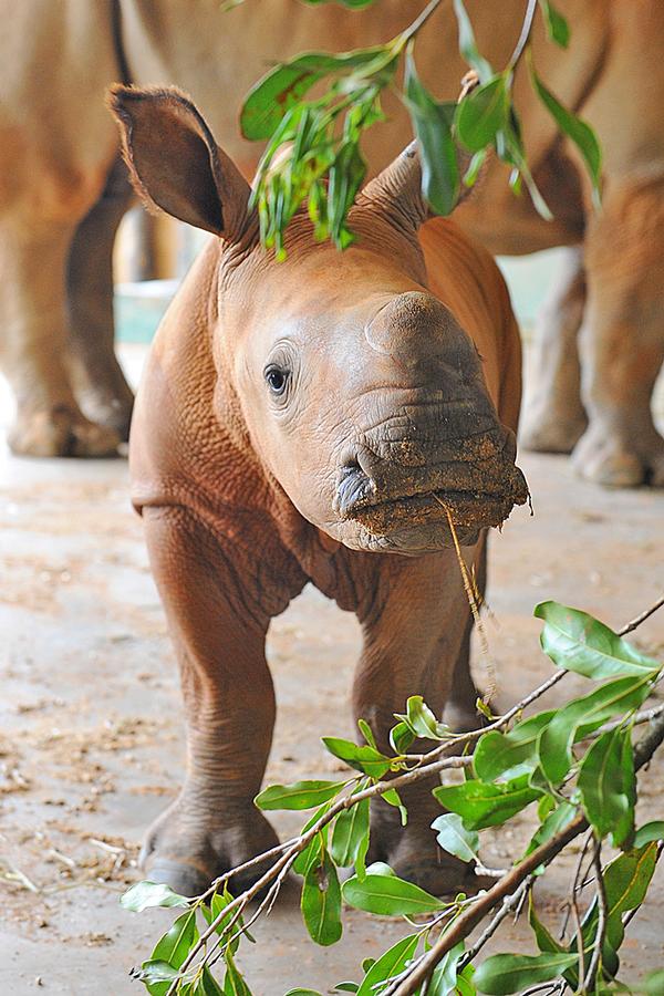 Rhino