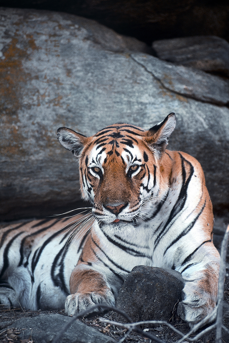 Tiger