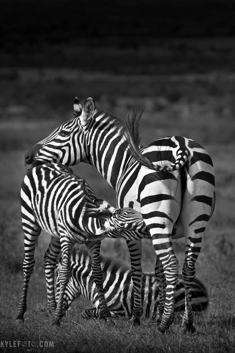 Zebra